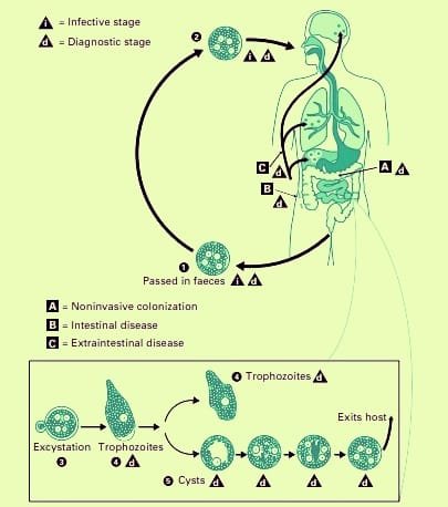 Life Cycle of E. histolytica