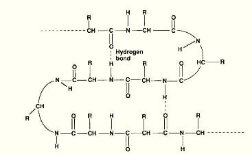 Secondary structure of proteins.