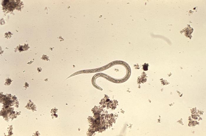 Hookworm adult morphology
