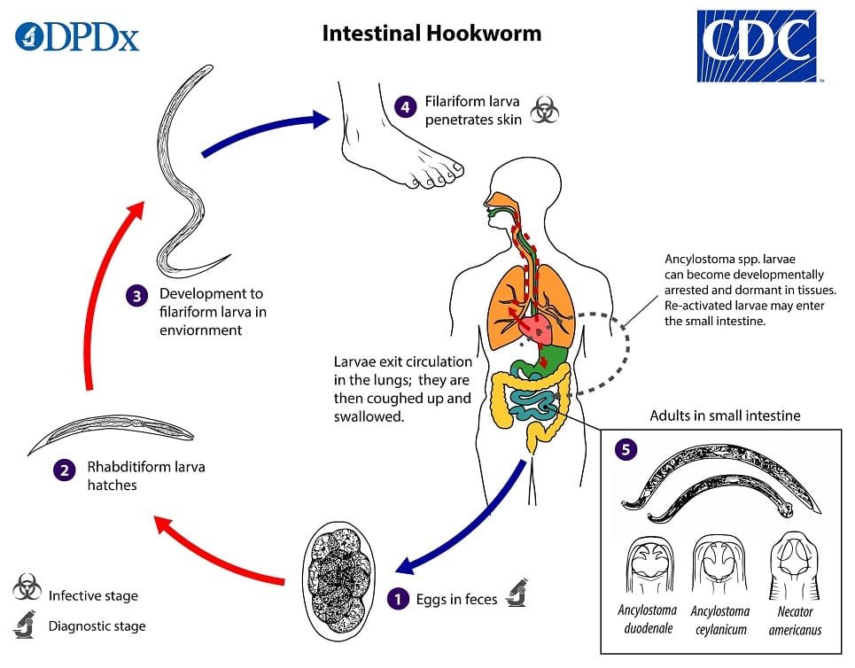 Hookworm lifecycle diagram