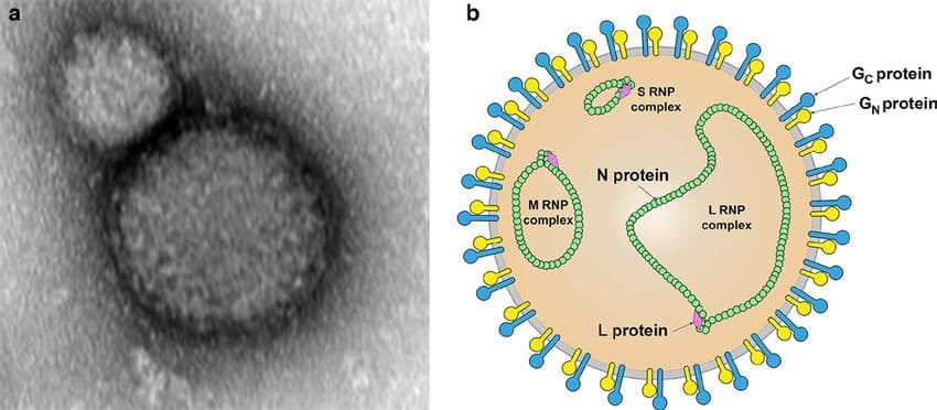 Illustration of the Crimean-Congo Hemorrhagic Fever Virus showing segmented RNA genome, glycoproteins, and viral envelope