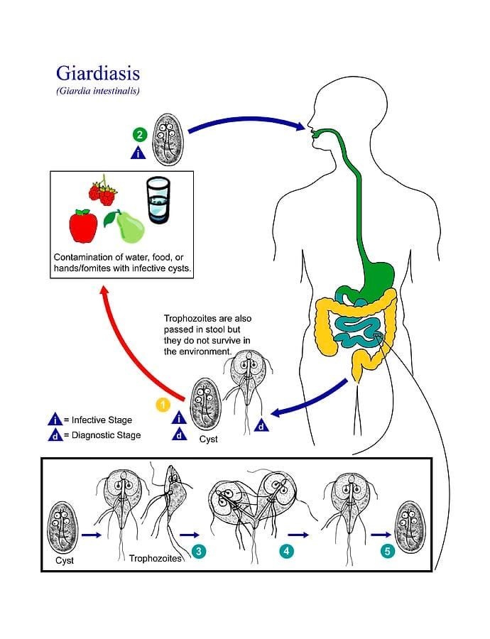 Lifecycle diagram of Giardia lamblia