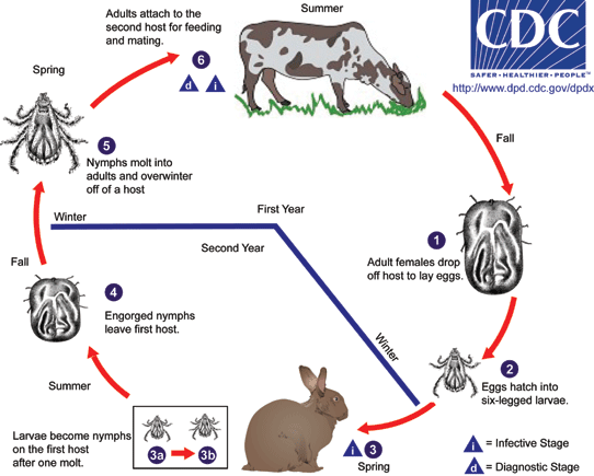 Diagram of the transmission cycle of Crimean-Congo Hemorrhagic Fever Virus from ticks to humans, including tick habitat, livestock, and human contact