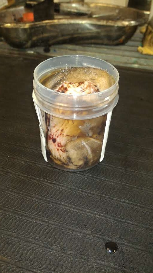 Preserved Histopathological sample - Image source Awanui Veterinary