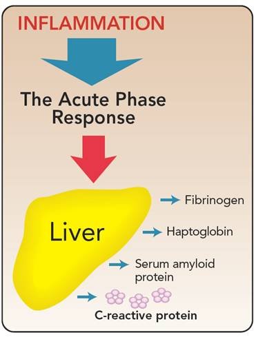 acute-phase reactants