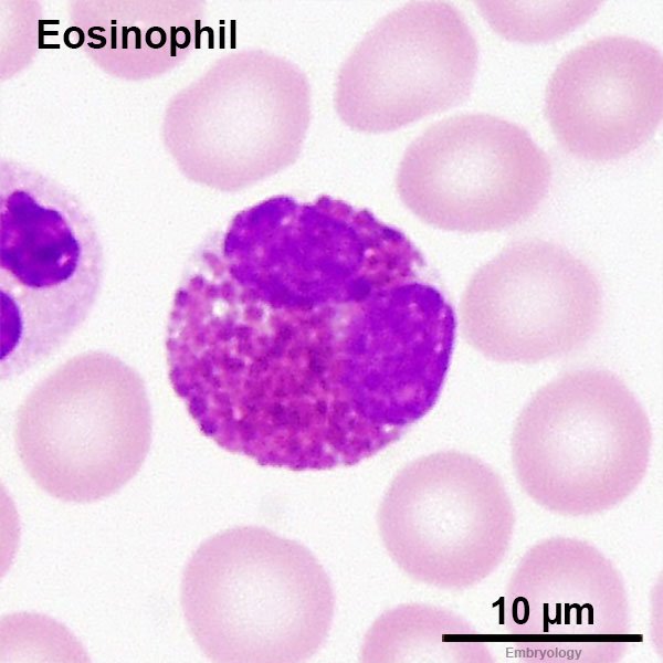 Eosinophil