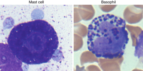 Mast cell and basophil