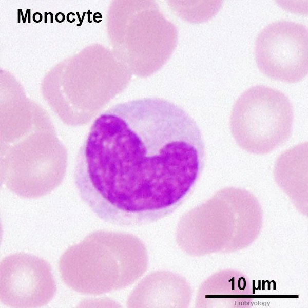 Monocyte-Cellular Defense Mechanisms